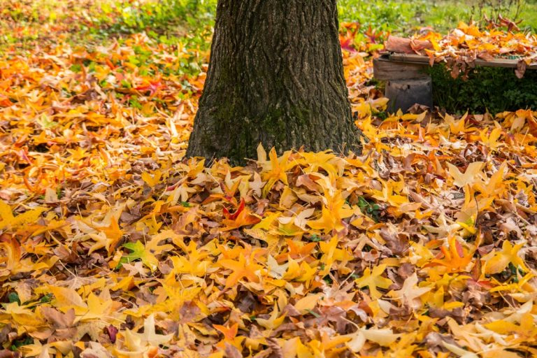 Landscaping & lawn care by The Outside Guys in Syracuse, NY and surrounding areas.